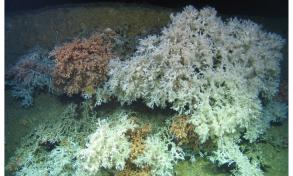 Two colour morphotypes of Lophelia