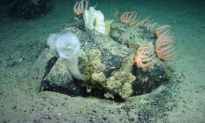 Sponge Close up
