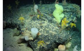 Underwater garden