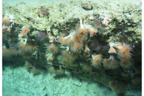 Soft corals