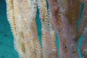 Bamboo Coral