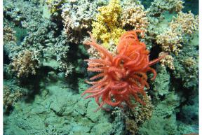 Basket Stars