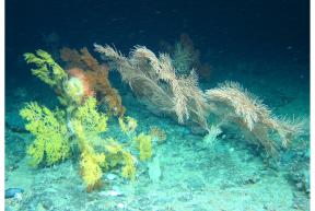 Coral Garden