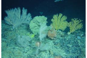 Coral biodiversity