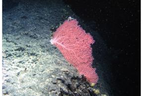 Corallium
