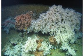 Two colour morphotypes of Lophelia