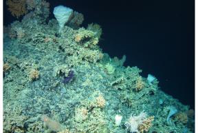 Geogenic reef