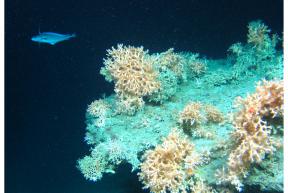 Lophelia Reef