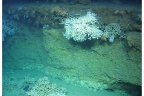 Lophelia pertusa