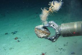 Sampling Coral and Rock