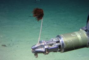 Seapen Offering